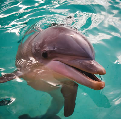 Dolphin photo..