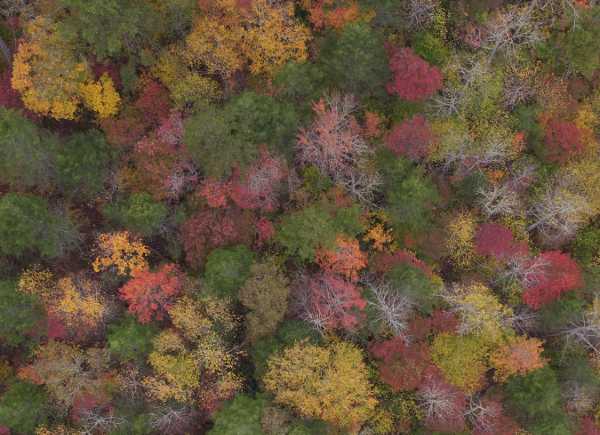Forest aerial photo.