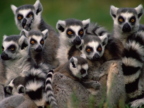 Lemur photo..