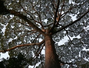 Tree photo.